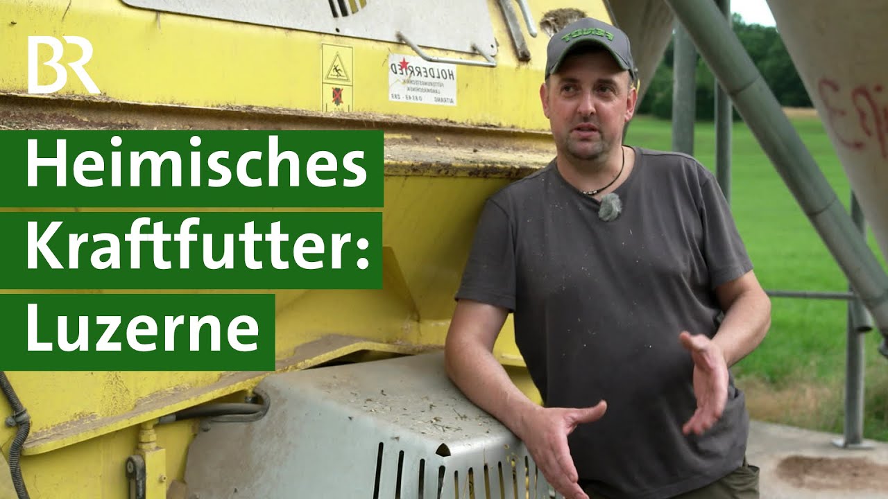 Statt Soja Importe: Luzerne als Kraftfutter für Kühe | Grünfuttertrocknung | Unser Land | BR