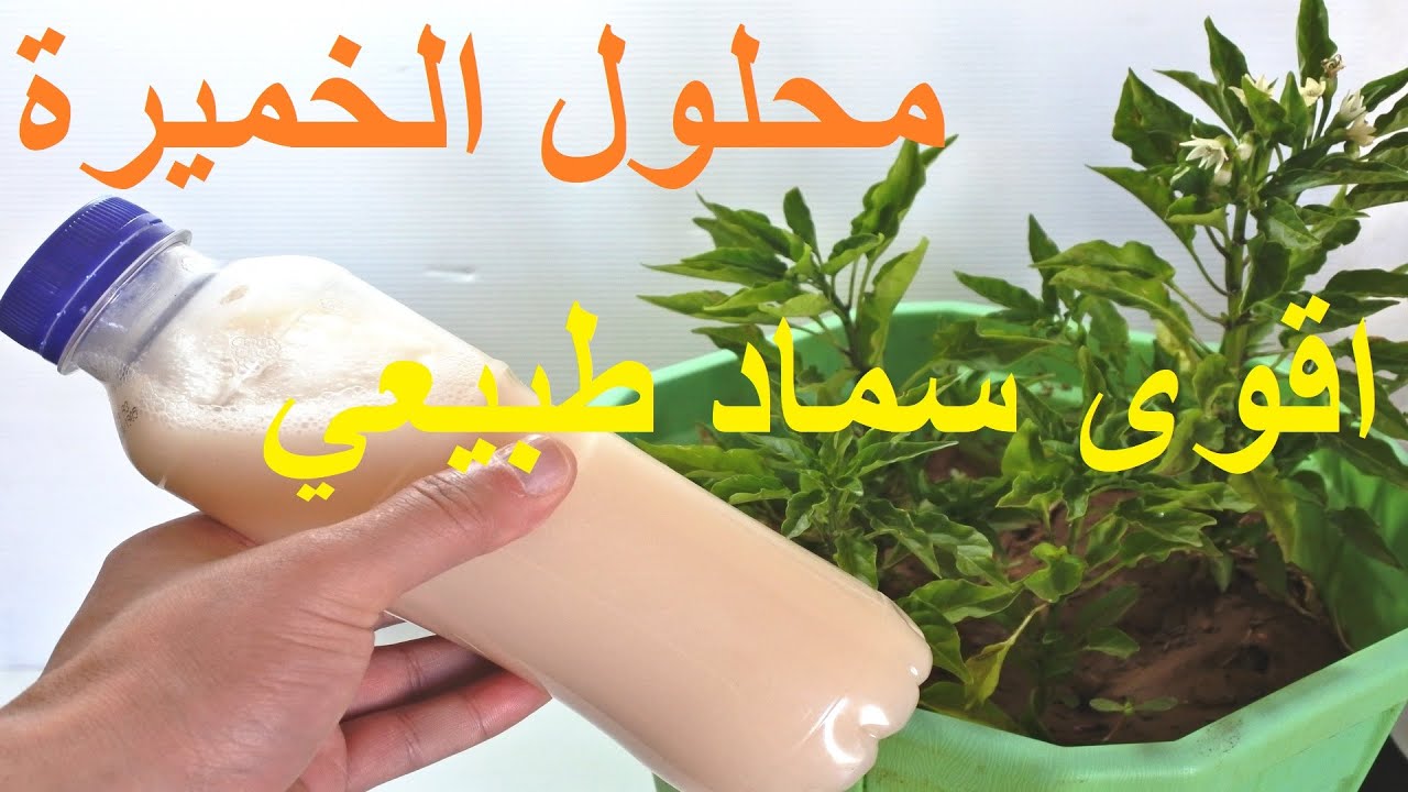 محلول الخميرة يعمل على تقوية وتسريع نمو النباتات