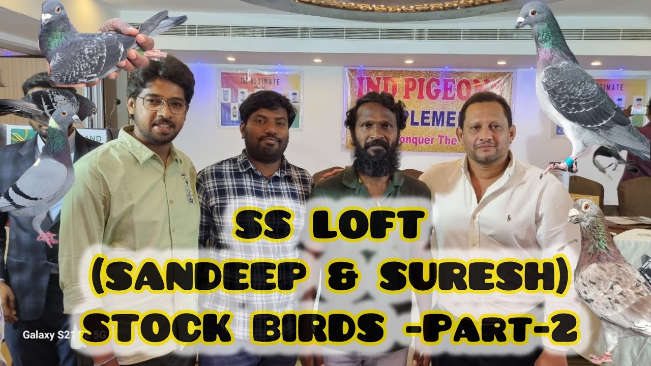 SS LOFT ✨🕊️ PART-2 STOCK BIRDS & ACHIVEMENTS SHOW #pigeon #pigeonracing #andhrakabutar #pigeonhobby