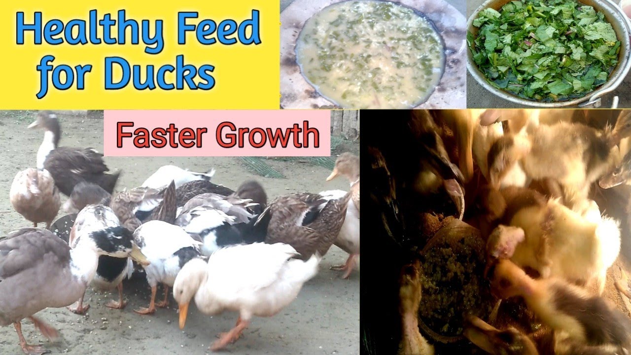 बत्तख़ के लिए नया और सस्ता भोजन ||Duck feed 2021|| chicken feed || Homemade feed for poultries