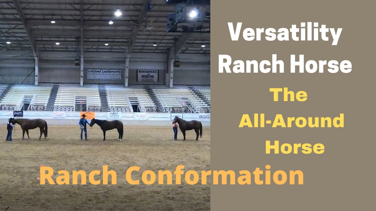 AQHA Versatility Ranch Horse Ranch Conformation