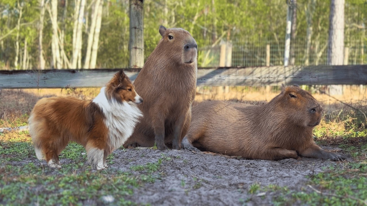 CapyTV - 8 Hours of Capybaras & Friends | Relaxing TV For People and Pets 