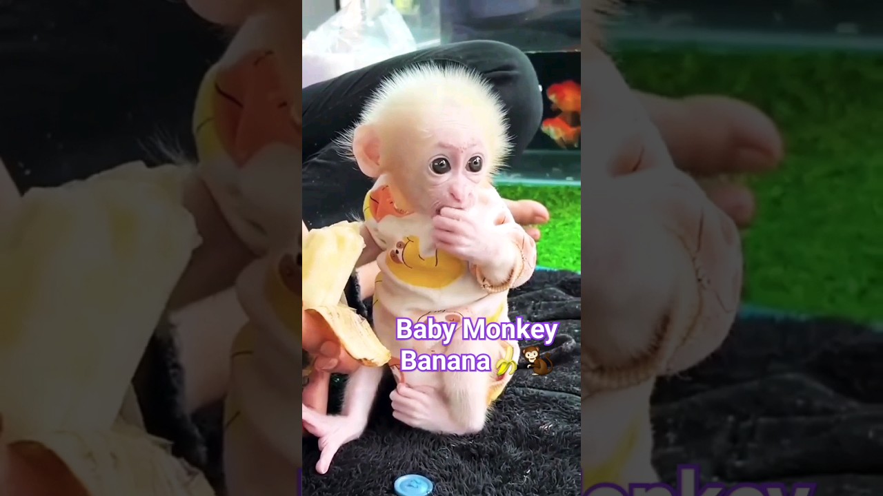 Baby Monkey Eating banana🐒🍌😅#banana #monkey #baby #cute #funny #youtubeshorts #shorts #trending #wow