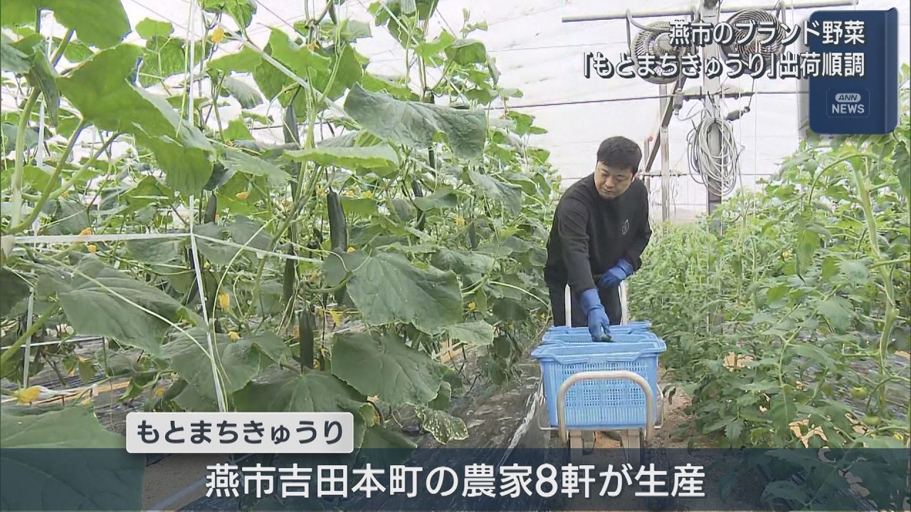みずみずしい甘さと柔らかさが特徴、燕市のブランド野菜「もとまちきゅうり」出荷順調【新潟】UXニュース3月13日OA