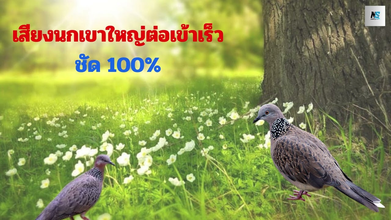 เสียงนกเขาใหญ่ต่อเข้าเร็ว ชัด 100 %