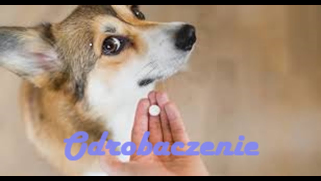 Odrobaczenie psa i kota #19