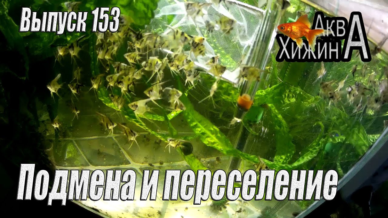 Подмена и пересадка у скалярят (Аква Хижина, выпуск 153)