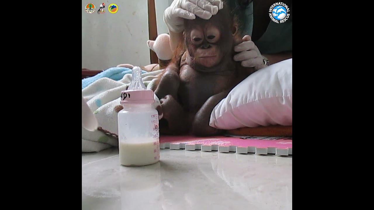 Tiny orangutan Budi being cared for in rehab