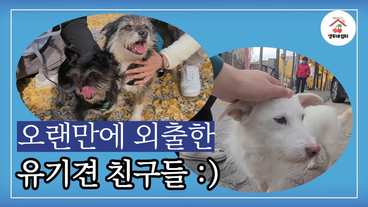 [제작물 / 포트폴리오] 유기견 보호소 강아지 산책봉사 영상