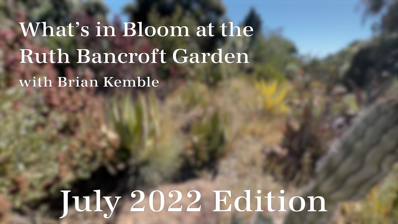What's in Bloom at The Ruth Bancroft Garden  (July 2022)