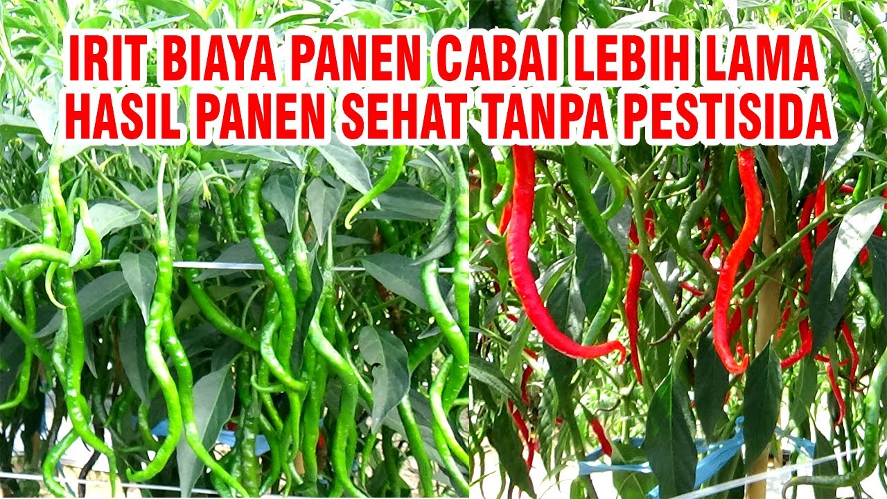 CARA KAMI MERAWAT CABAI LEBIH SEHAT & HASIL PANEN LEBIH LAMA TANPA PESTISIDA Part.3