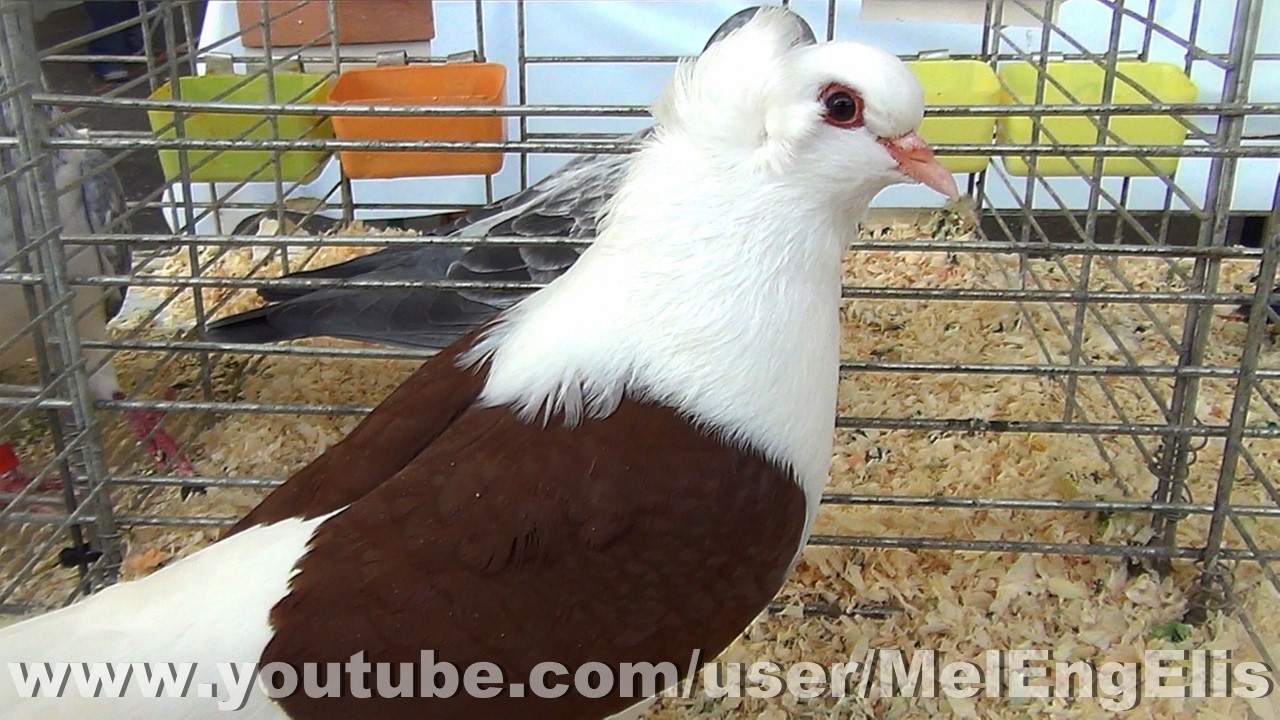 Pigeons Bouclier d'Allemagne du sud - South German Shield pigeon - Pecquencourt 2026