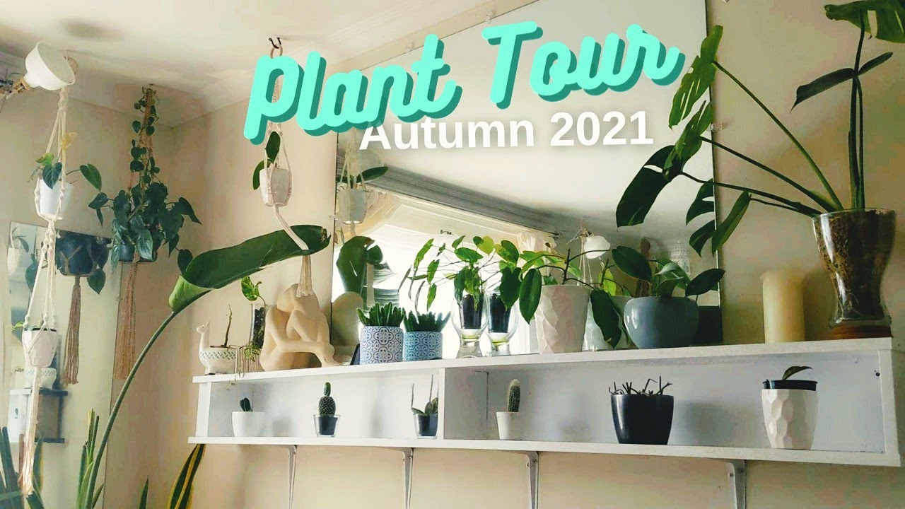 👁️ Houseplant Tour 🌱 My Plant Collection in Autumn 2021