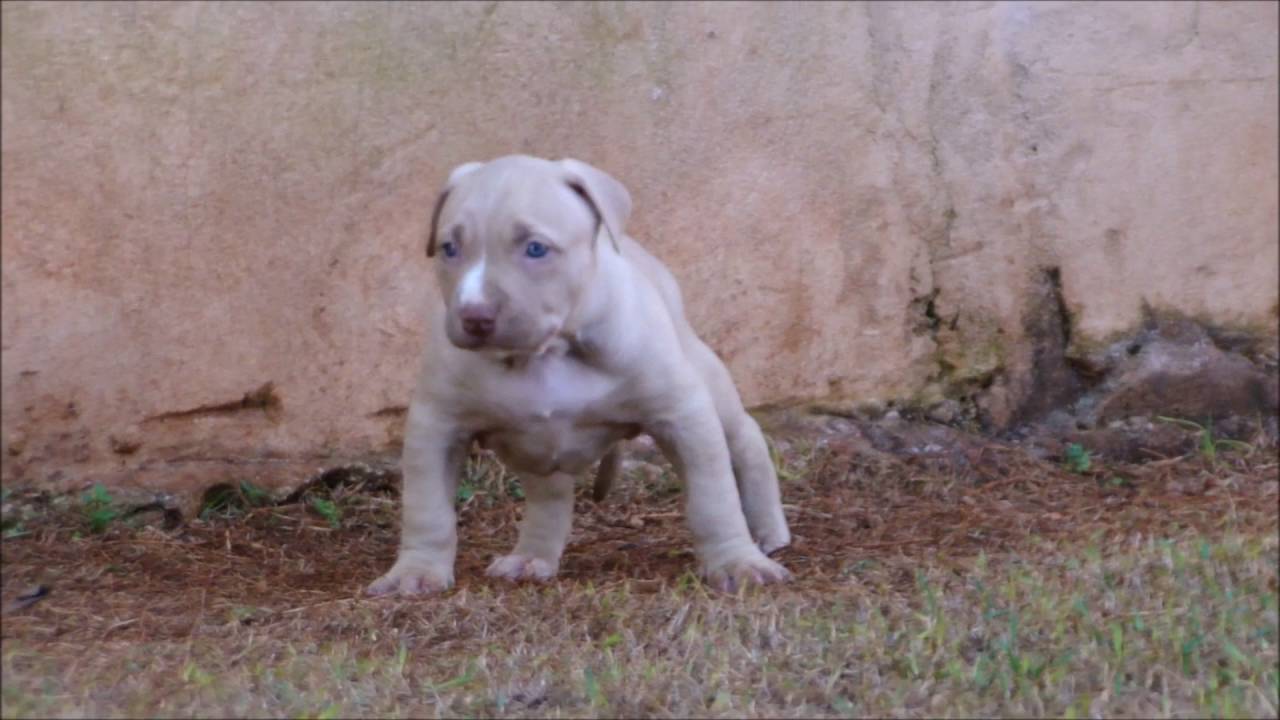 Feminha 3.....30 dias......Cacau Hoffmann Pit x Marujo Hoffmann Pit