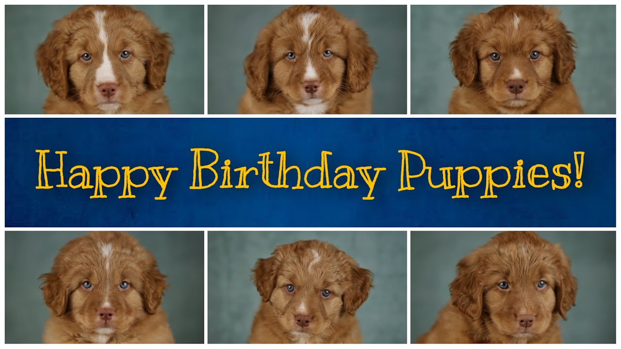 Nova Scotia Duck Tolling Retrievers, Toller Puppyhood and 1st Birthday of Litter 