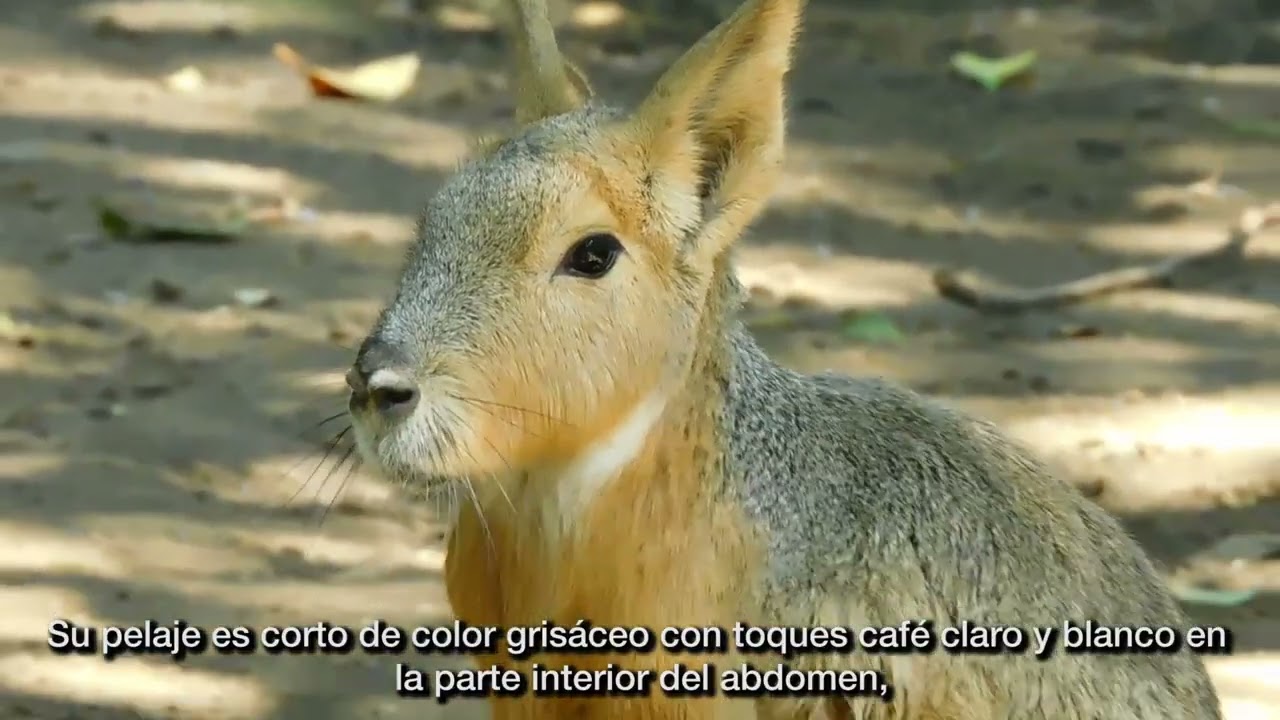 La Liebre de la Patagonia