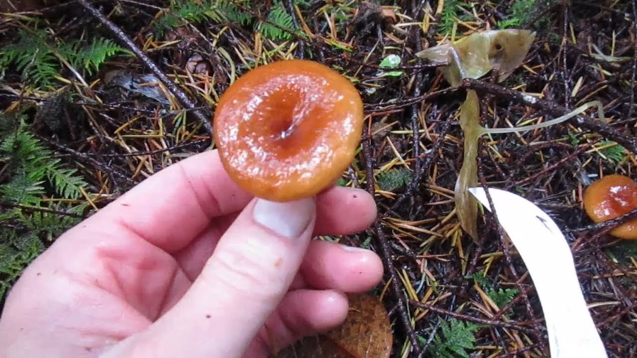 Searching for Candy Caps: The Amazing Maple Syrup Mushroom