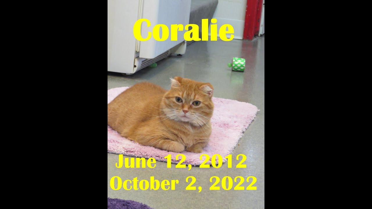 StripeyD's Coralie - R.I.P. Sweetie 10-03-2022.....Friends of Felines Rescue Center (FFRC)