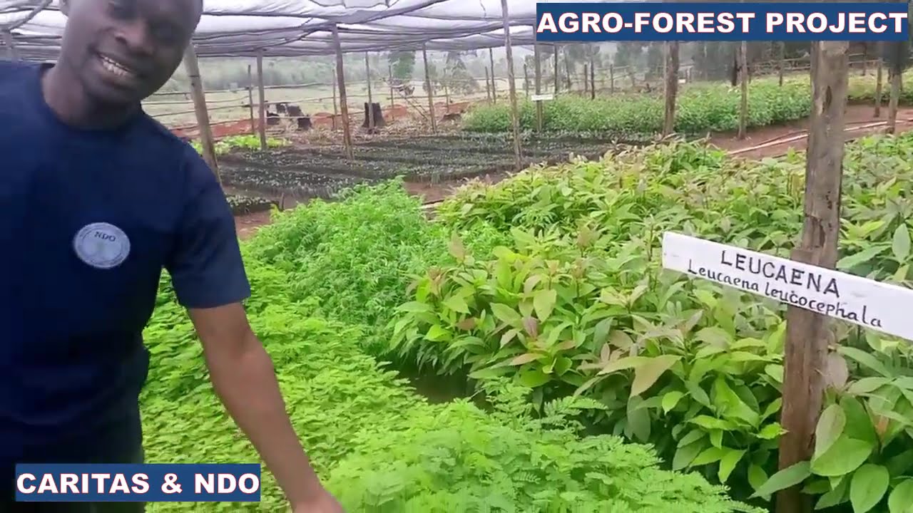 UZALISHAJI WA MITI MRADI WA AGRO-FOREST