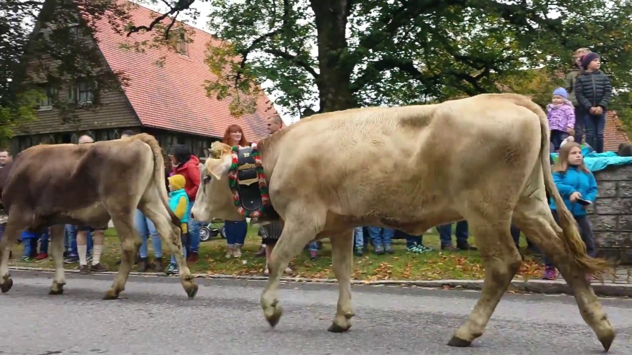 Viehscheid in Maierhöfen 2017