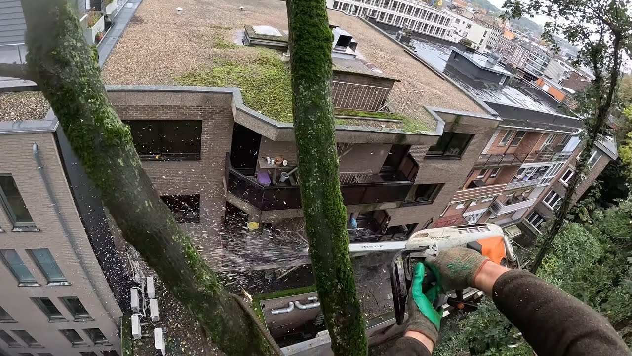 DÉMONTAGE D'ARBRES COMPLIQUÉ / STIHL 201 TC