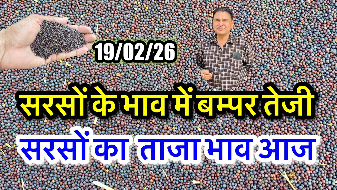 नई सरसों का ताजा भाव आज का अलवर मंडी! सरसों के भाव में आया जोरदार उछाल देखें, #sarso_ka_bhav_today 