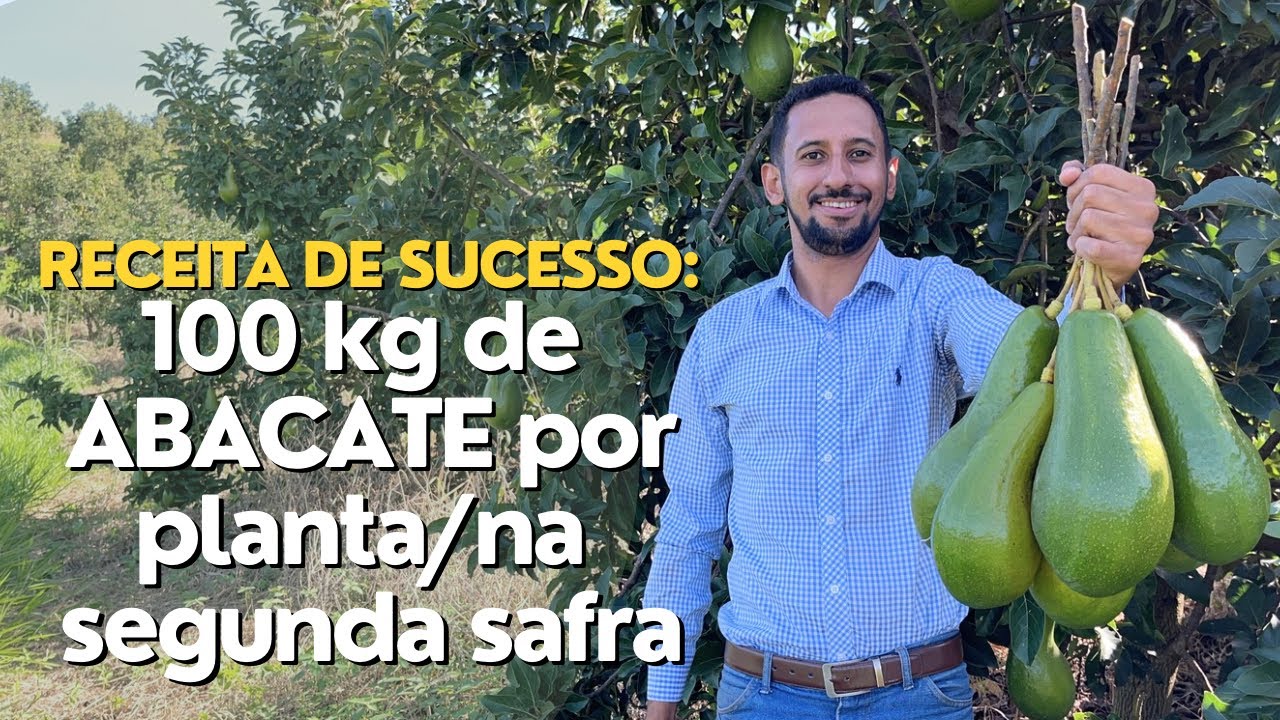 Como Produzir Abacate Quintal com Alta Rentabilidade: Pomar de 4 Anos com 100 kg por Planta!
