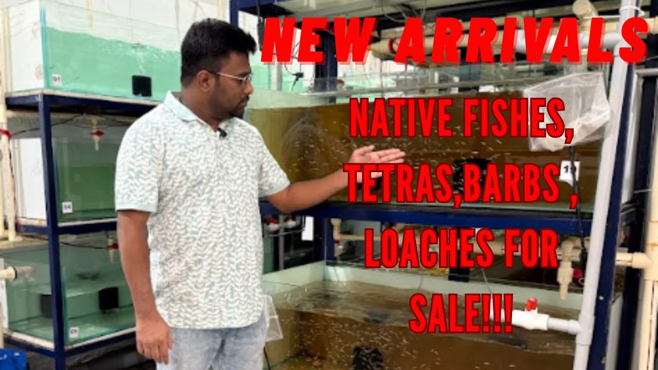 🐠New Arrivals at LIFE STYLE AQUA | Fresh Stock Update | Stunning Native Fishes, Tetras, Just Landed🐠
