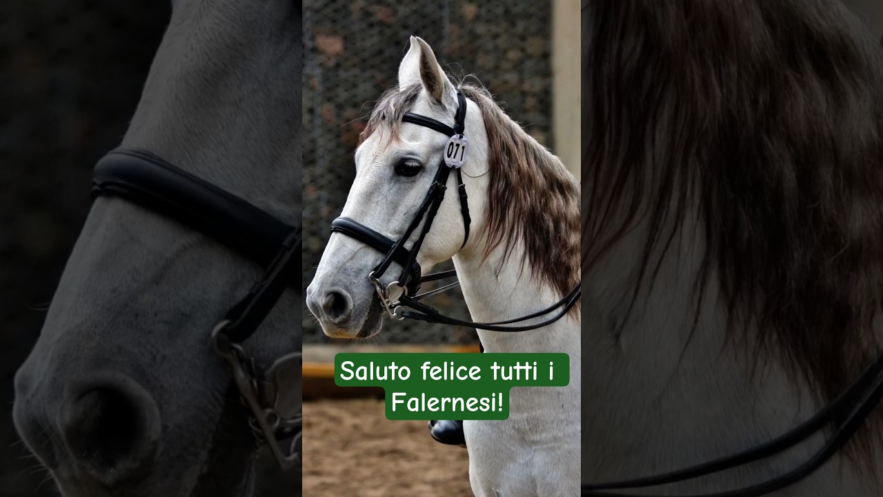UN CAVALLO DI RAZZA È RIUSCITO A TROVARE  MIO "ECLETTO" E L'HA PERSUASO A TORNARE A CASA SONO FELICE