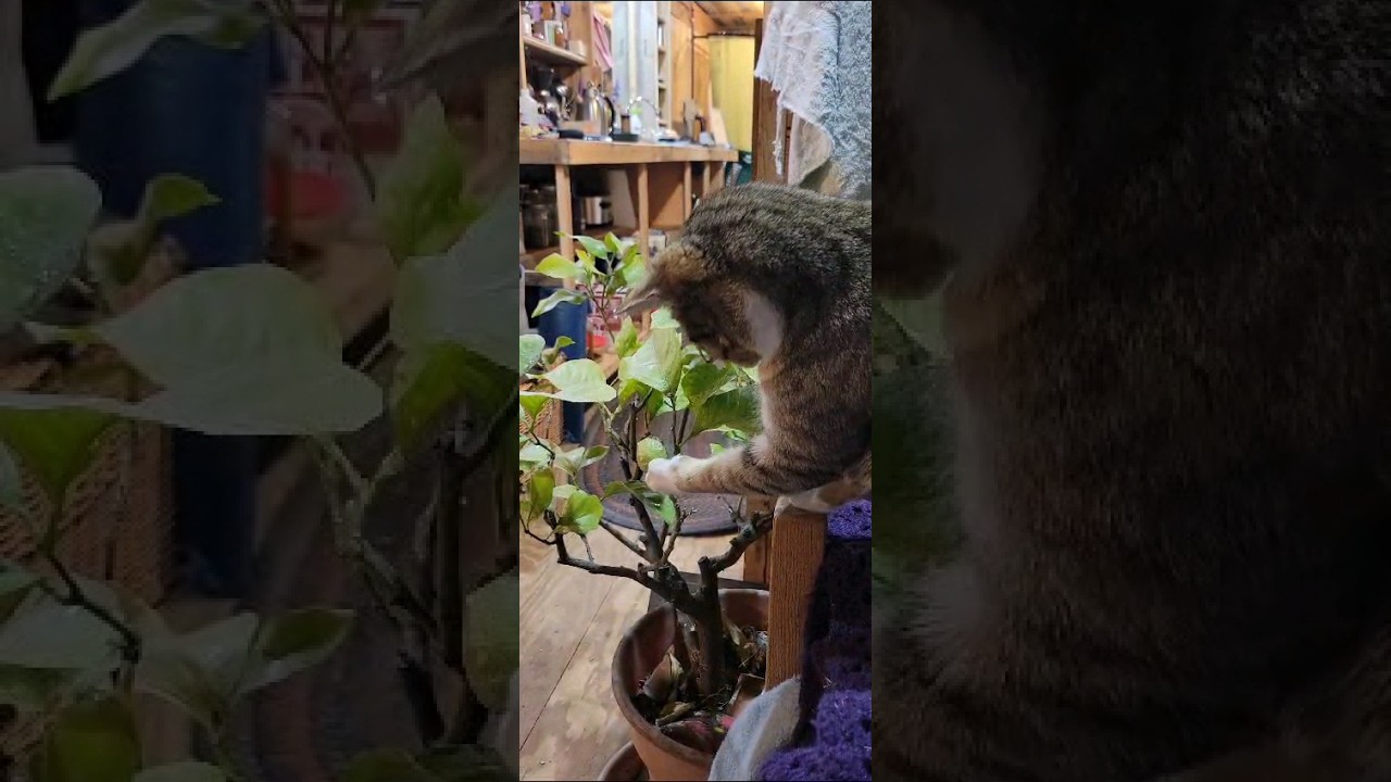 Basil Moon discovers the lemon growing on the lemon tree