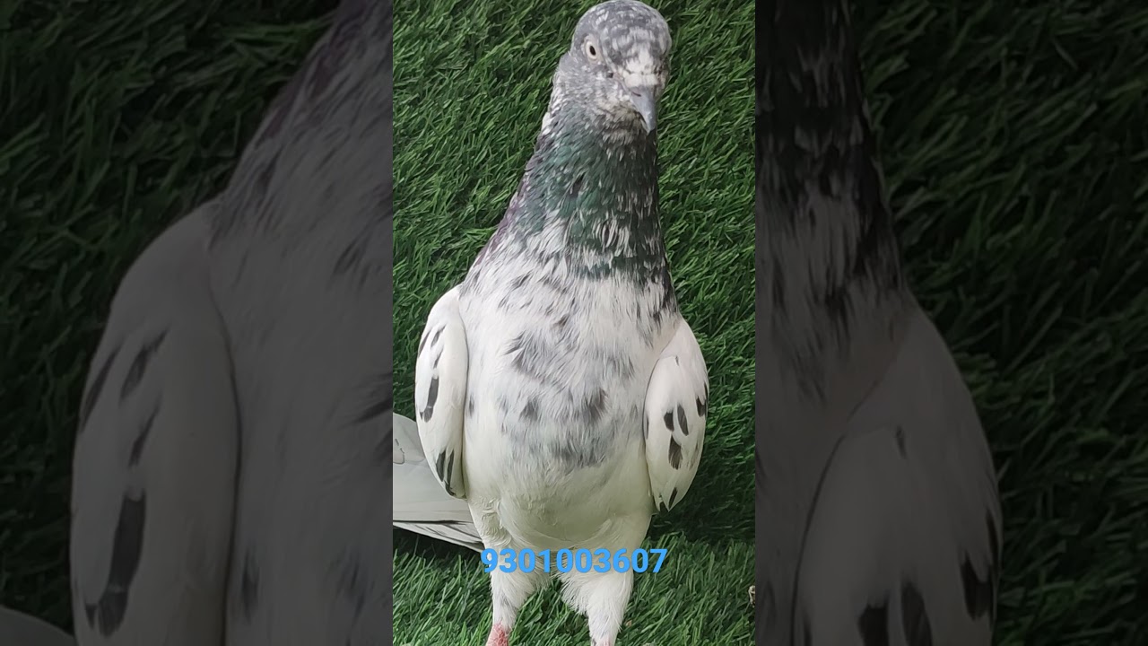 KALSARE #kabootar #shorts #pigeon