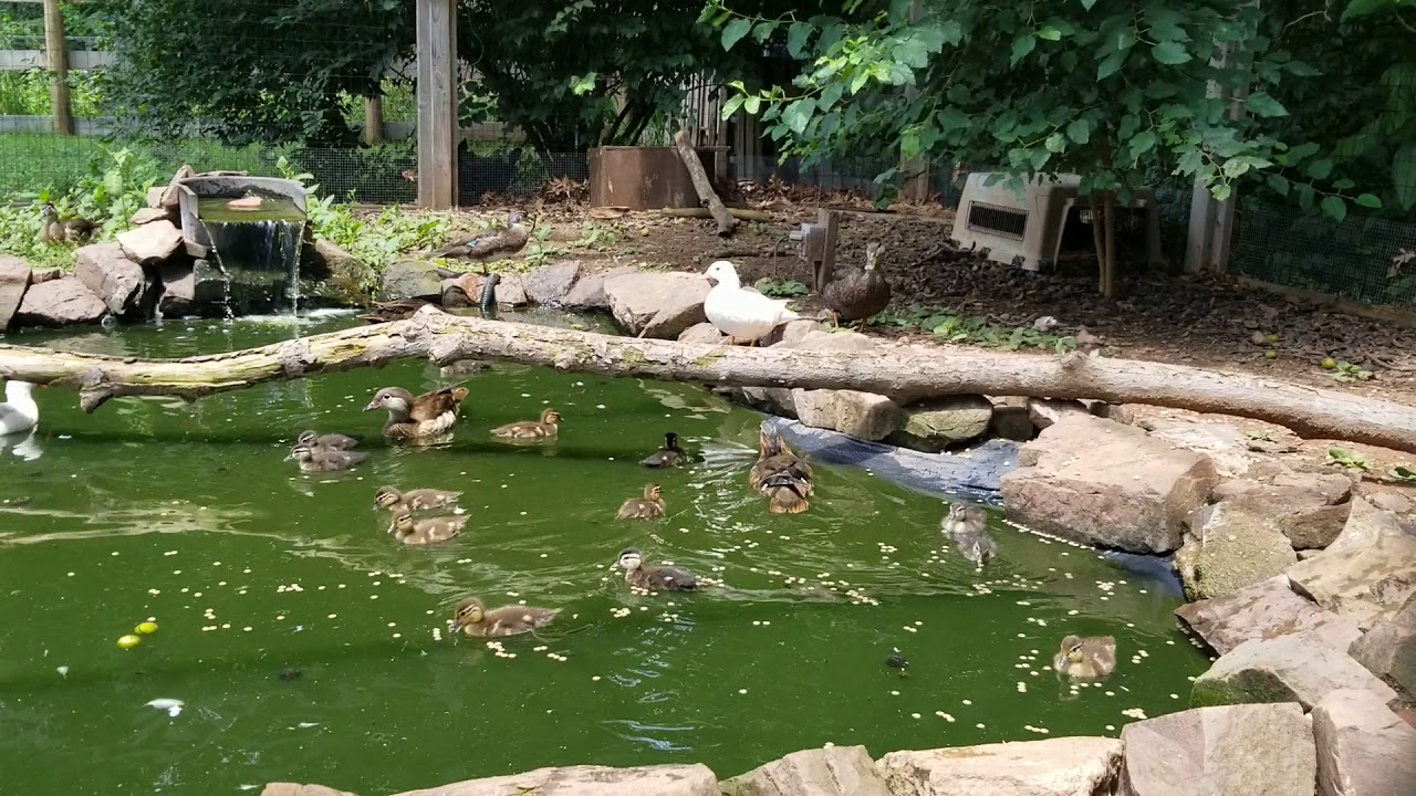 Mandarin duck with ducklings