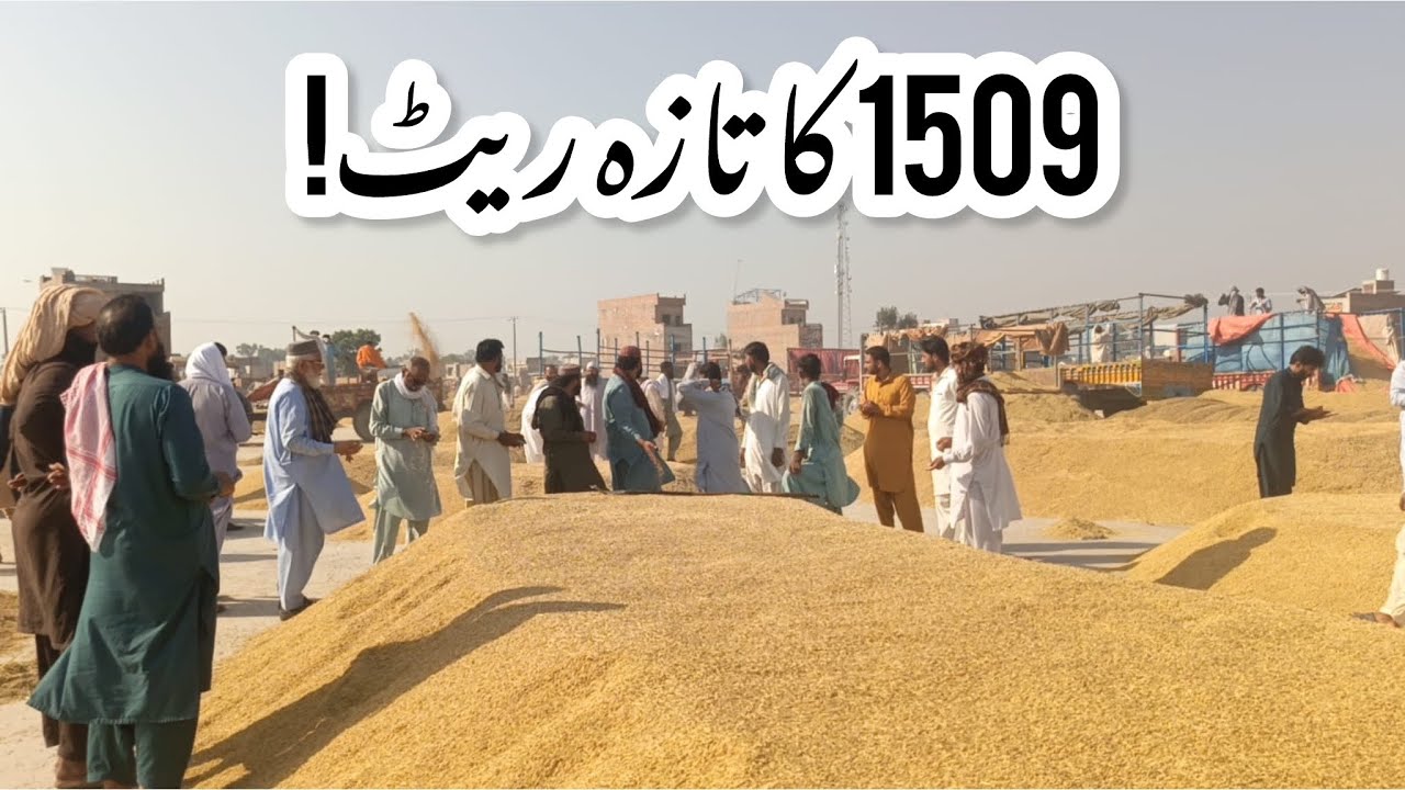Daily Rice Market Update | 1509 Paddy Latest Rates in Pakpattan Grain Market