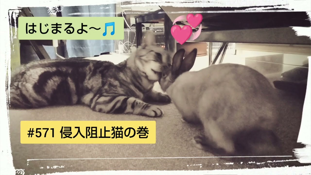 侵入阻止猫の巻