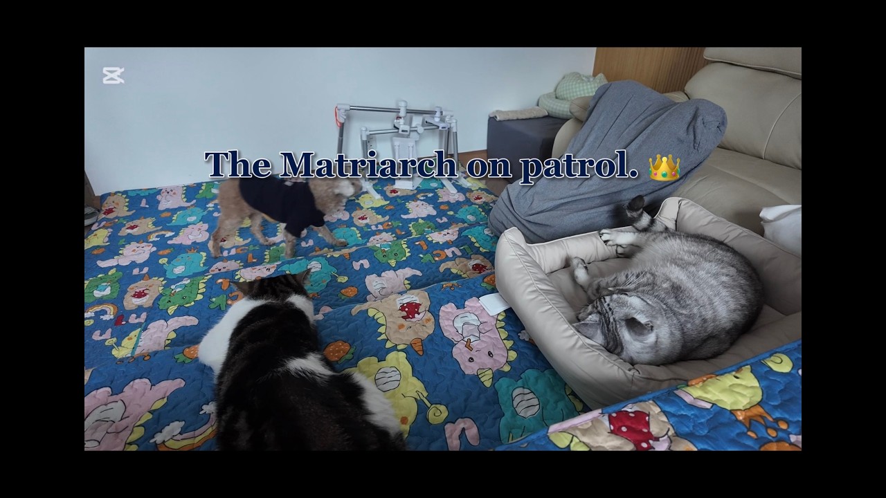 [Dearie N Family] The Quiet Before the Play: Monday Chilling 🧘‍♂️🐾