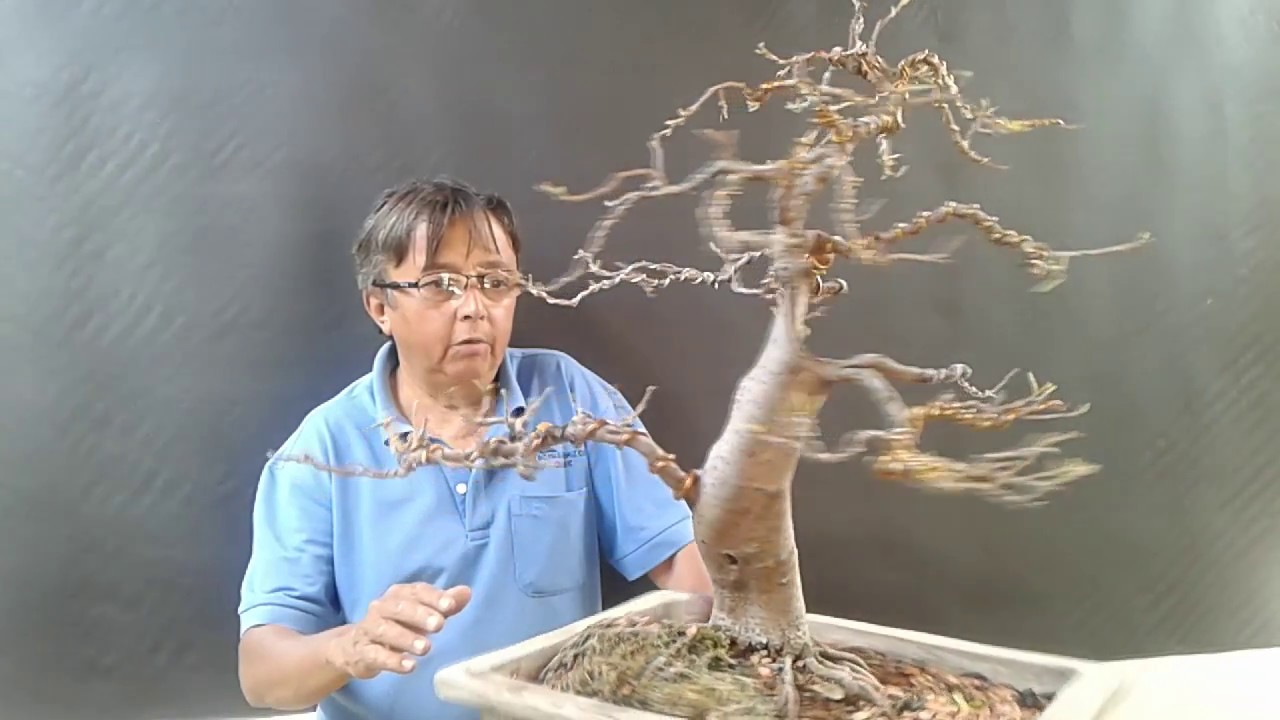 Acabamento no bonsai de amora