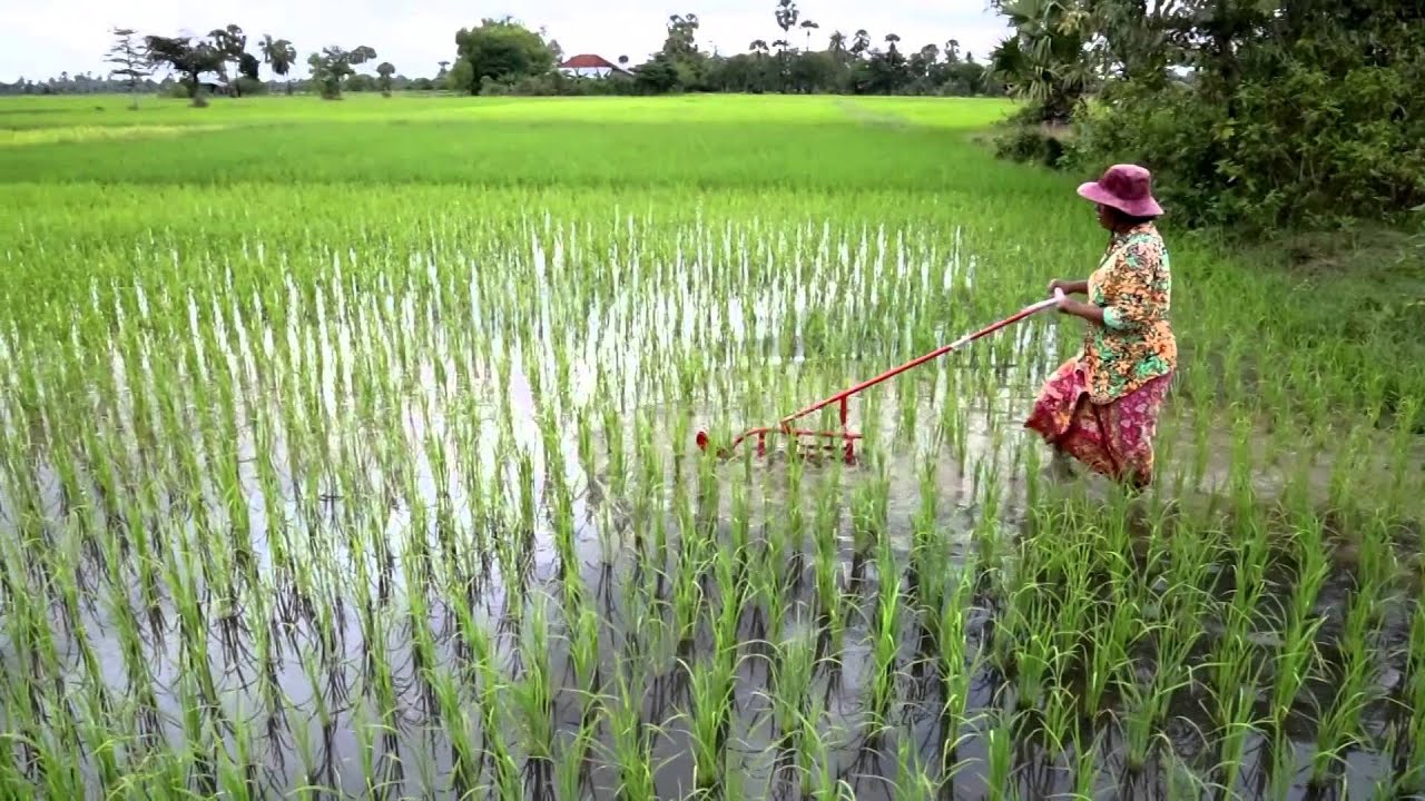 No Weed More Rice