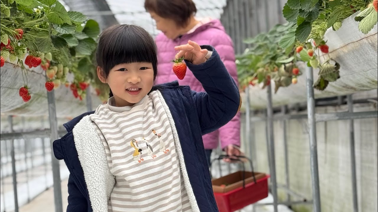 寒假第二天/八塊厝草莓園（內部乾淨清潔，整理的非常好，老闆說沒用農藥，好讚！）（2026年1月27日）