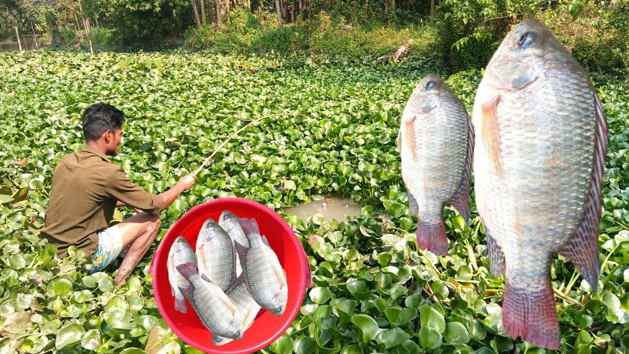 Best Fishing Video | Amazing fishing by hook | Fish catching | Fishing in village canal