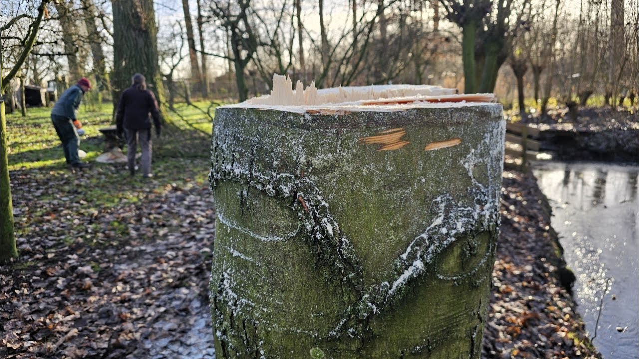Esdoorn geveld