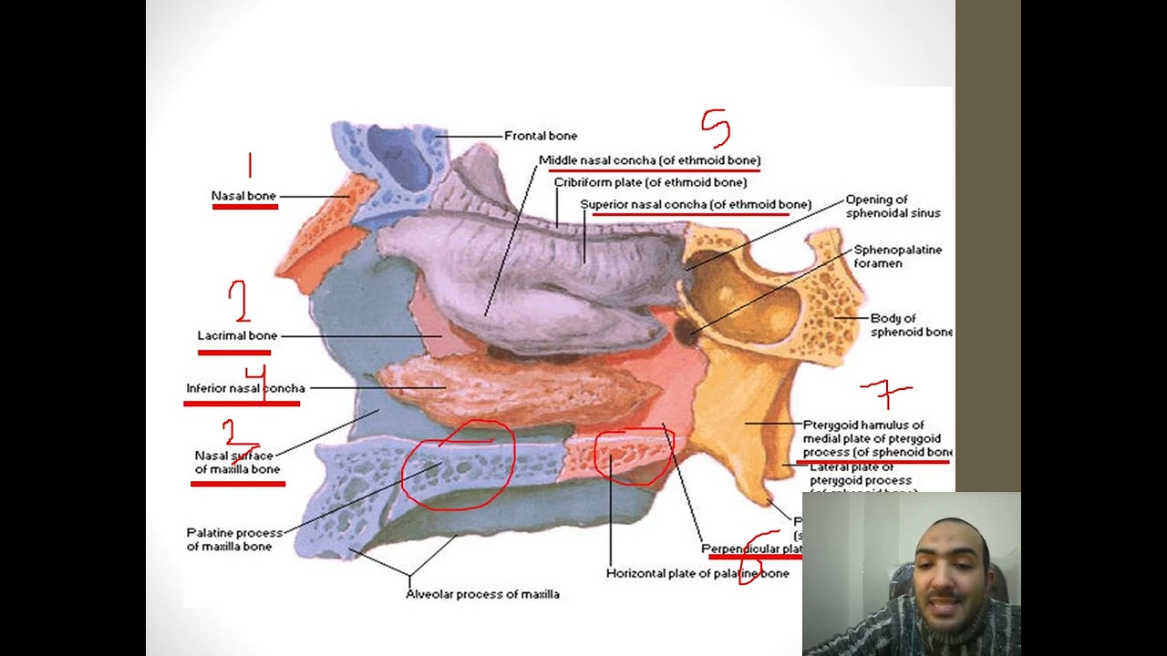 Anatomy & physiology of the Nose