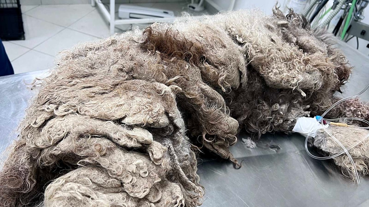 The Worst Matted Dog- Came Off In One Piece