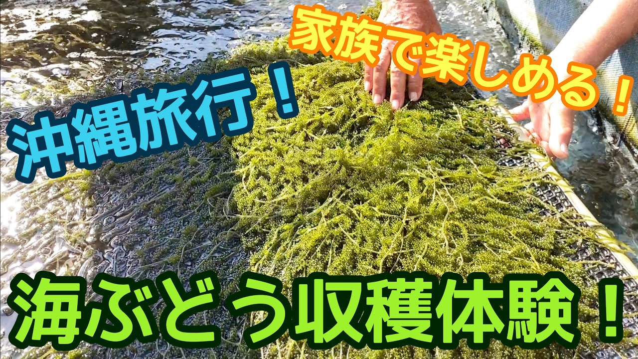 【沖縄海ぶどう収穫体験】小さい子供が一緒でも大丈夫！簡単収穫体験！【夫婦で沖縄移住生活】