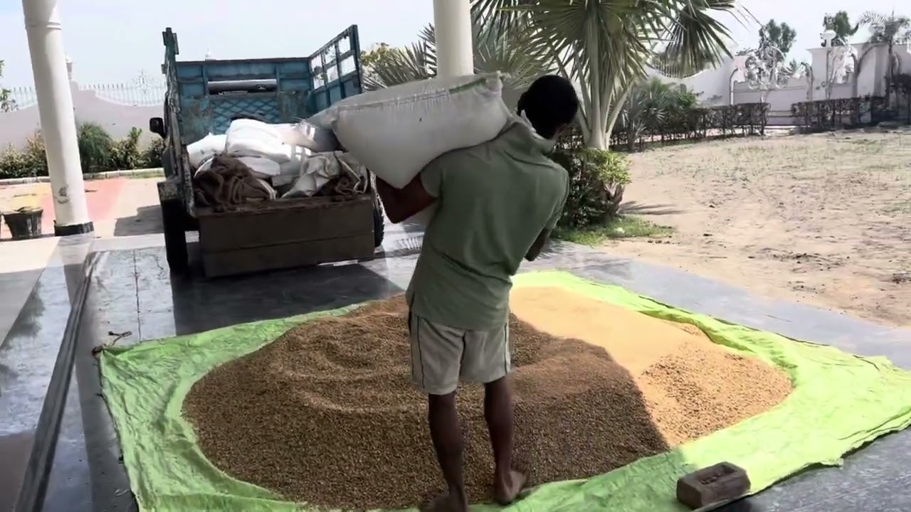 ।Garmia Di Horse Feed |                                              ।ਗਰਮਿਆ ਲਈ ਘੋੜਿਆ ਦੀ ਫੀਡ।