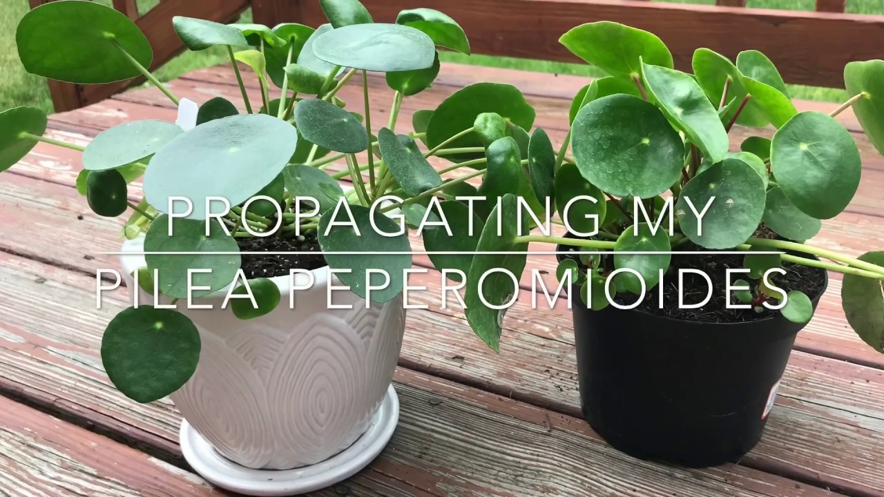 Pilea Peperomioides - Propagation & Repotting