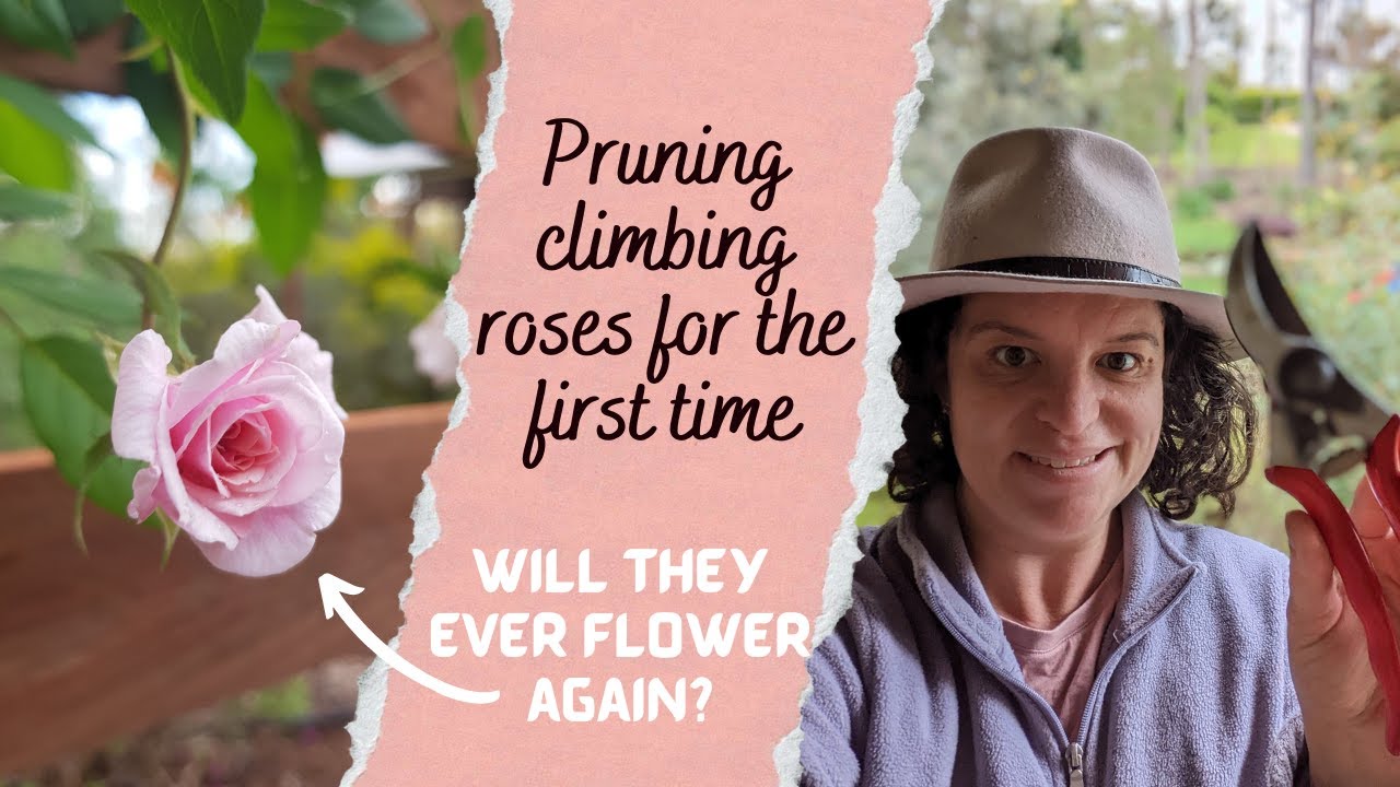 Learning how to prune climbing roses | Have we left it too late?