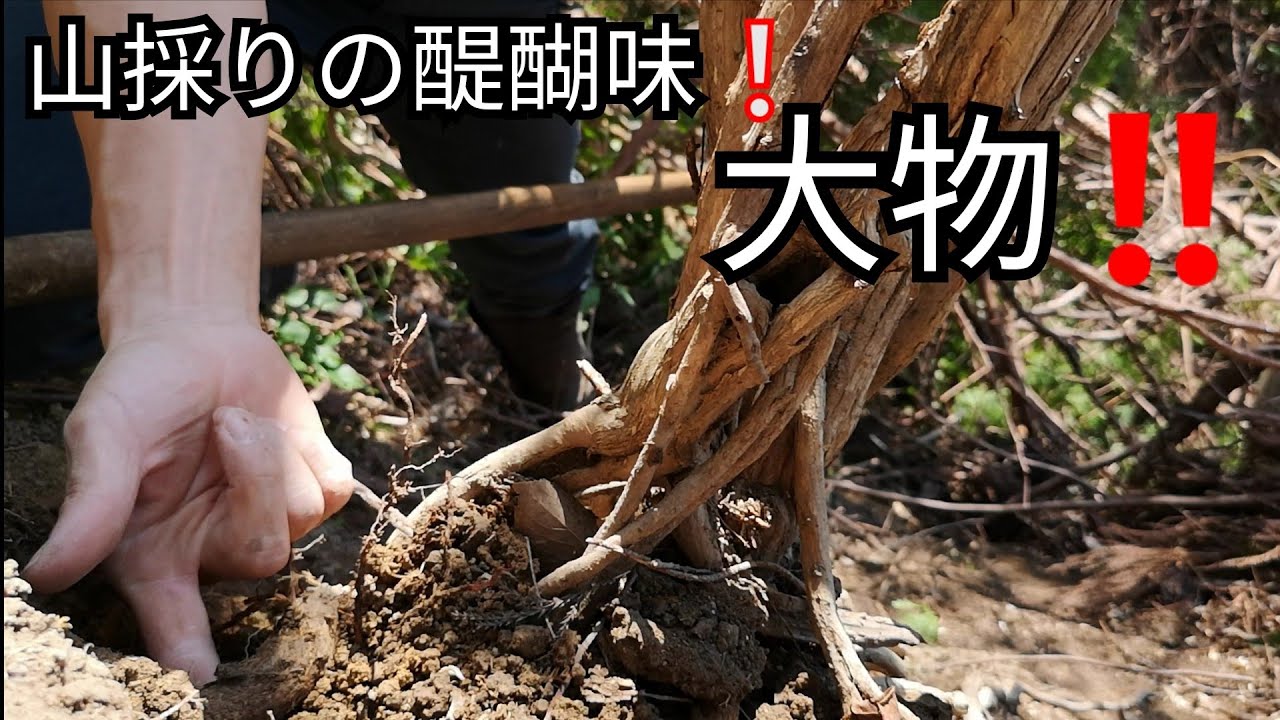 Natural bonsai/盆栽日記　＃78「久しぶりの大物素材！スイカズラを山採りする｣山採り盆栽への道/前編