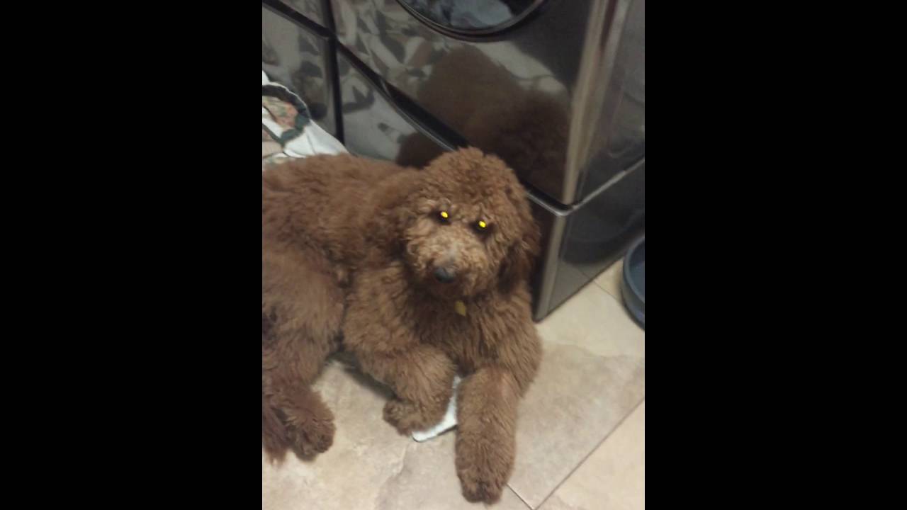 Goldendoodle-Ellie girl destroys her first and only shoe
