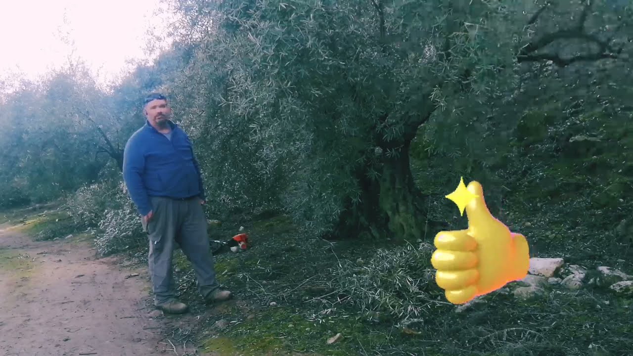 Tutorial como podar olivos [video 2]