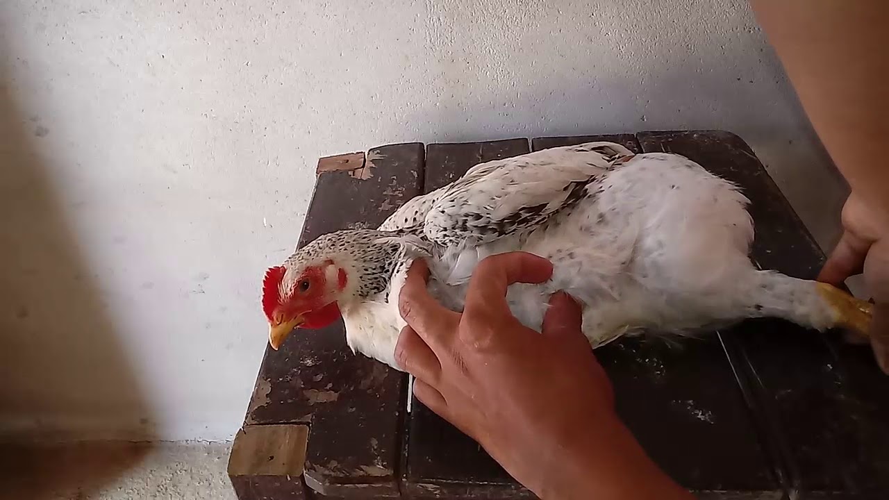 Como Aplicar Terramicina em Galinhas - Como Aplicar Injeção em Galinhas